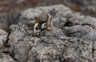 Greater Earless Lizard.jpg