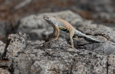 Greater Earless Lizard.jpg