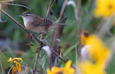 Marsh Wren.jpg