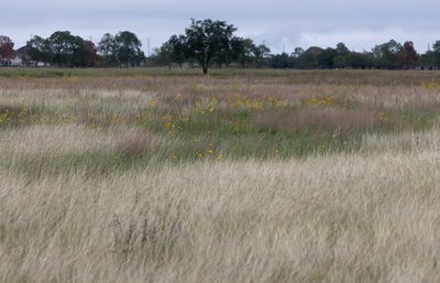 Deer Park Prairie