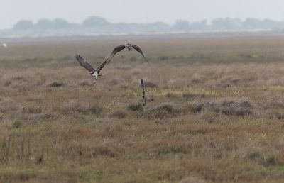 Osprey