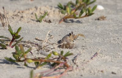 Ghost Crab