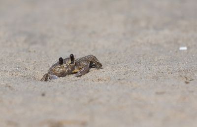 Ghost Crab