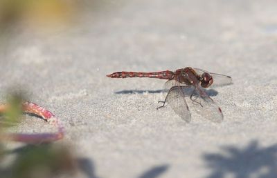 Dragonflies