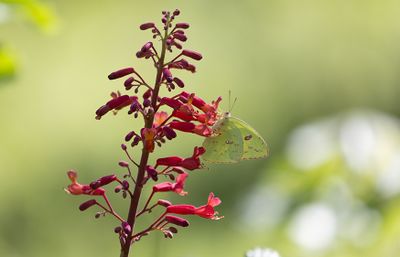 Butterflies and Moths