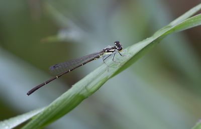 Fragile Forktail