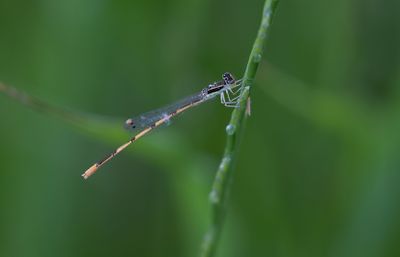 Citrine Forktail