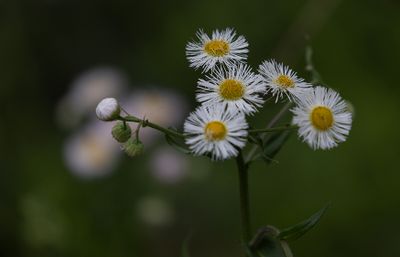 Philadelphia Fleabane.jpg