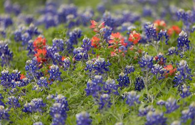 Blue Bonnets and Paintbrush