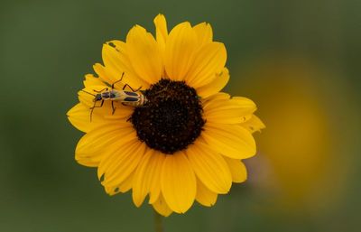 TX Soldier Beetle.jpg