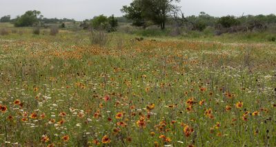 wildflowers.jpg