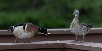 Wood Ducks 01.jpg