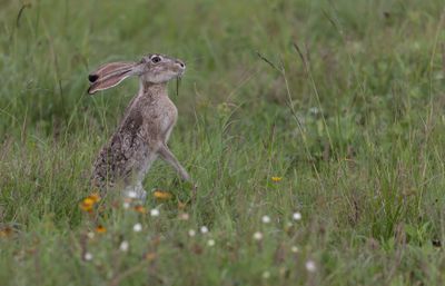Jack Rabbit.jpg