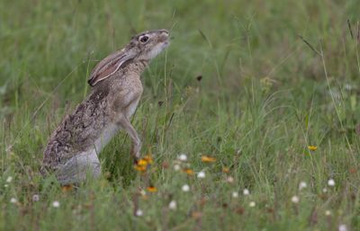 Jack Rabbit.jpg