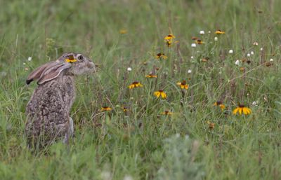 JackRabbit.jpg