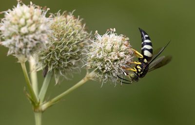 Sand wasp 1.jpg