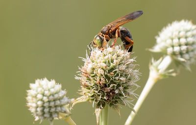 Sand Wasp 2.jpg