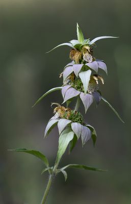 Spotted Beebalm