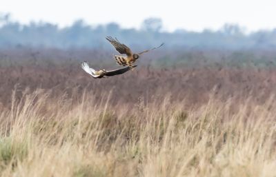 Northern Harriers