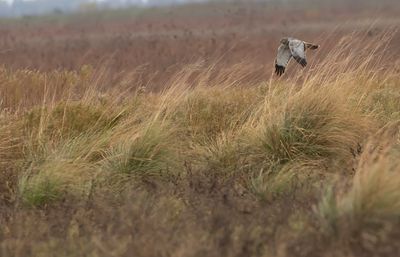 male Northern Harrier