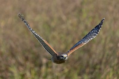 Red-shouldered Hawk