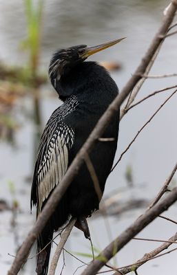 Anhinga.jpg