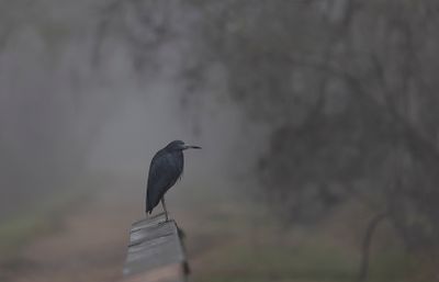 Little-blue Heron