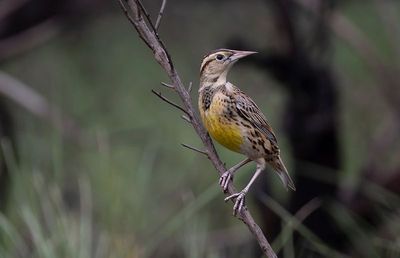 Eastern Meadowlark