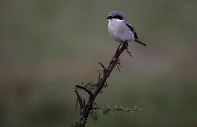 Loggerhead Shrike