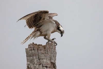 Osprey
