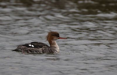 Red-breasted Merganser