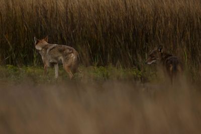 Coyote