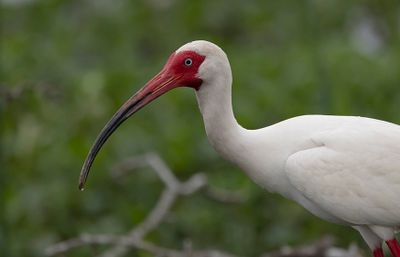 White Ibis.jpg