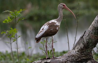White Ibis juv..jpg