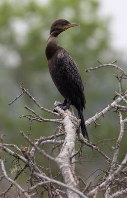 Cormorant.jpg