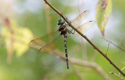 Dragonflies