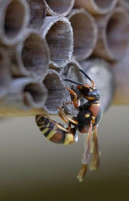 Mason Wasp capping off nest tube.jpg