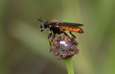 tiny Robber Fly