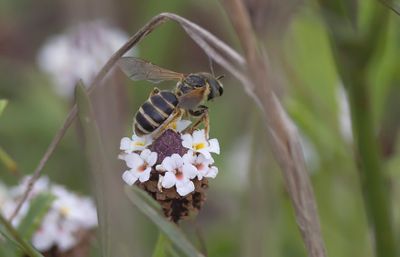 Furrow Bee