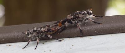 Recent Bug Images