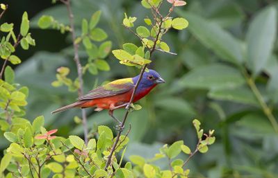 Painted Bunting