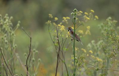 Dickcissel