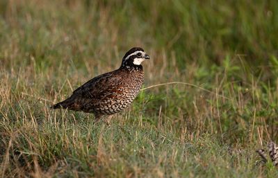 Bobwhite