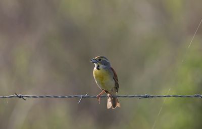 Birds
