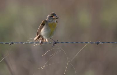 Dickcissel with Grasshopper.jpg
