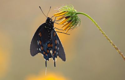 Pipevine Swallowtail.jpg