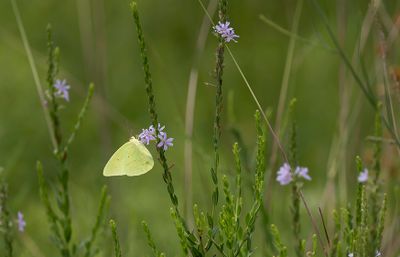 Clouded Sulphur.jpg