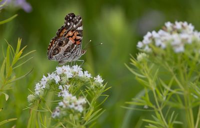 Butterflies and Moths