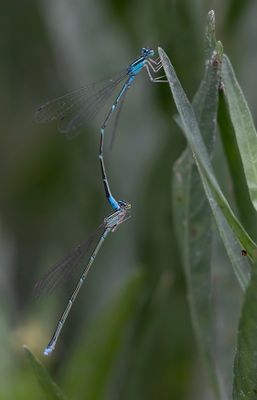 Stream Bluets