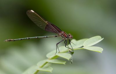 Damselflies